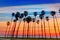 California sunset Palm tree rows in Santa Barbara