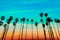 California sunset Palm tree rows in Santa Barbara