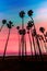 California sunset Palm tree rows in Santa Barbara