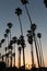 California sunset Palm tree rows in Santa Barbara