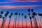 California sunset Palm tree rows in Santa Barbara