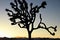 California Sunset with Silhouette Joshua tree