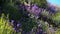 California Super Bloom Canterbury Bell Flowers in Diamond Valley Lake USA
