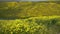 California Super Bloom Goldfields Carrizo Plain California USA