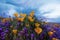 California super bloom poppy field