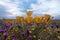 California super bloom poppy field