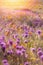 California super bloom poppy field