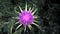 California thistle flower