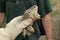 California Toad Anaxyrus boreas halophilus in hand