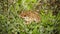 California Toad - Anaxyrus boreas halophilus, Santa Clara County, California