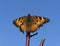 California Tortoiseshell Butterfly