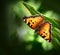 California Tortoiseshell Butterfly, an Orange and Black Butterfly