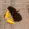 California tortoiseshell butterfly sunbathing on a barn wall