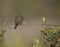 California Towhee