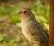 California towhee