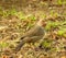 California Towhee