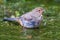 California Towhee