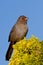 California Towhee (Melozone crissalis)