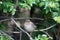 California Towhee, Pipilo crissalis