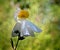 California tree poppy