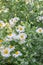 California tree poppy Romneya coulteri plants with white flowers