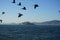 California trip San Francisco Alcatraz with flying birds summer time blu sky