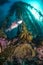 California Underwater Scenery Sheephead