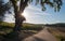 California Valley Oak Tree with early morning sun rays in Paso Robles wine country in Central California