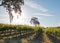 California Valley Oak tree in vineyard at sunrise in Paso Robles vineyard in the Central Valley of California USA