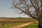 California Vineyard on a Blue Sky Day