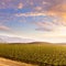 California vineyard field sunset in US