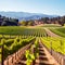 California Vineyard Plantation