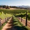 California Vineyard Plantation