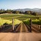 California Vineyard Plantation