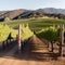 California Vineyard Plantation