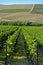 California Vineyard Rows