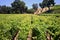 California Vineyard and Winery