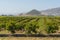 California vineyards. Vineyard landscape Edna valley, mountains and cloudy sky in the background