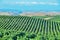 California Vineyards, Wine Country