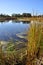 California Wetlands