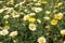 California Wild Flowers Daisies