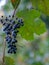 California wild grape along river