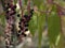 California wild grape detail closeup