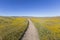 California Wildflower Path
