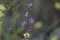 California Wildflower Series - Lavender Blue Sweet Pea Blooms