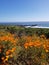 California Wildflower Series: Spring Bloom California Poppies