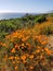 California Wildflower Series: Spring Bloom California Poppies