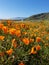 California Wildflower Series: Spring Bloom California Poppies