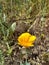 California Wildflower Series: Spring Bloom California Poppies