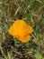 California Wildflower Series: Spring Bloom California Poppies